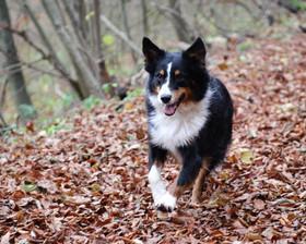 澳大利亚产的优秀宠物犬种(了解这些犬种)