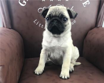 以巴哥犬不臭的秘密(揭秘如何让你的以巴哥犬不臭)