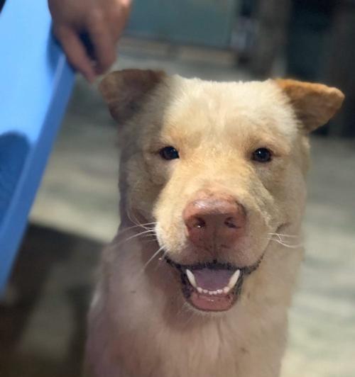 探究以潮汕犬会什么意思（解密潮汕犬的神秘身世与品质）