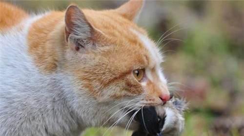 以大猫为什么杀小猫（探究猫咪间的攻击行为及其原因）