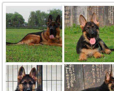 德国牧羊犬——忠诚宠物的代表(探寻德牧的性格)