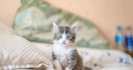 如何科学喂养断奶猫咪（宠物猫咪的健康之道）