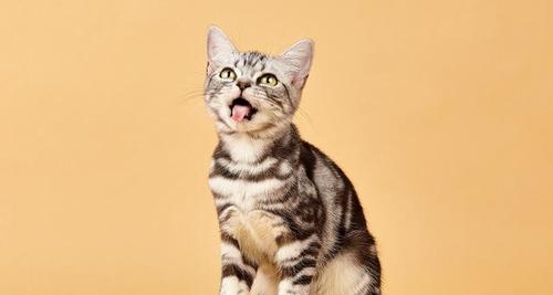 如何选择适合自己的宠物猫（以多大的小猫可以买为主题）