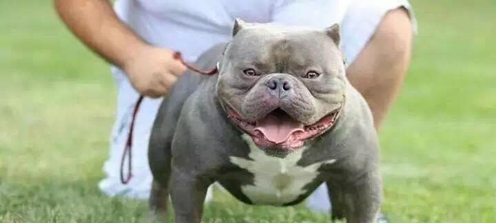如何选择适合恶霸犬的体型(宠物主人必知的体型选择指南)