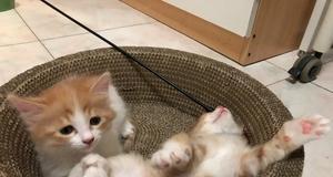 新领养的小猫害怕人怎么办（小猫刚到新家要注意什么）