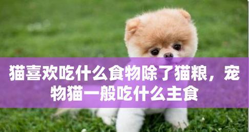 小猫妈妈的营养需求——以猫刚生完小猫吃什么好为例（探究新妈妈们的饮食和健康）