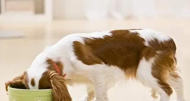 如何为格力犬选择适合的狗粮(格力犬的营养需求及如何选择适合的狗粮)