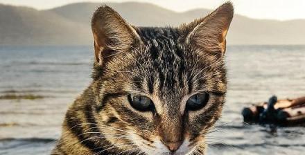 揭秘猫咪交配惨叫背后的原因(猫咪交配为何惨叫)
