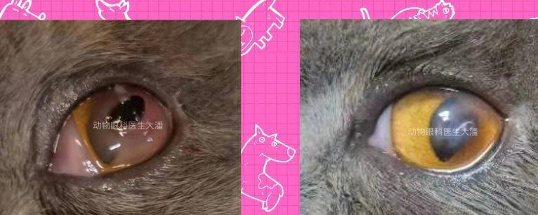 猫咪角膜腐骨自愈的奇迹（宠物医学的新探索——探寻猫咪角膜自我修复的秘密）