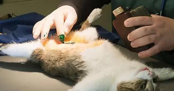 猫咪节育，关爱宠物健康（了解费用）