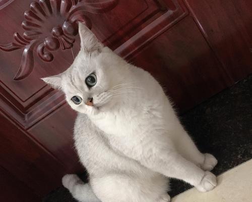 猫咪精神不好变瘦的原因及如何帮助猫咪恢复健康（宠物爱心）