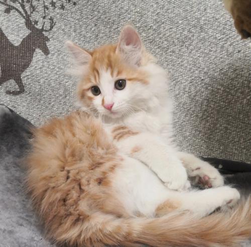猫咪可以带出门吗(了解宠物猫外出的注意事项和必备装备)