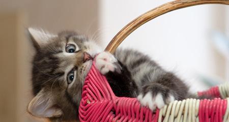 猫咪爱啃东西(宠物猫咪啃东西的原因和解决方法)