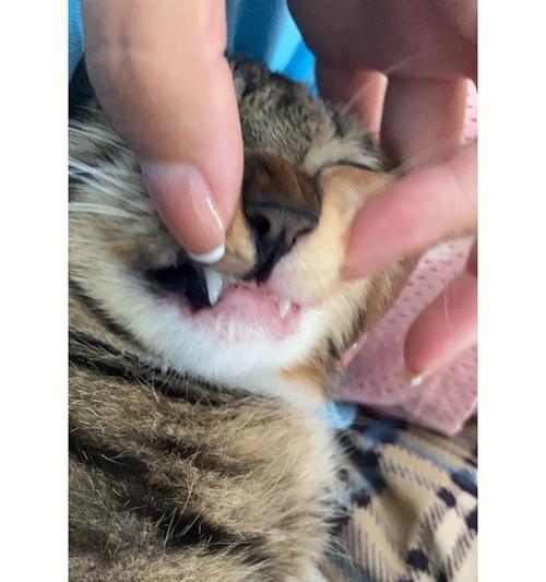 猫咪口腔炎的治疗方法及护理(以宠物为主)