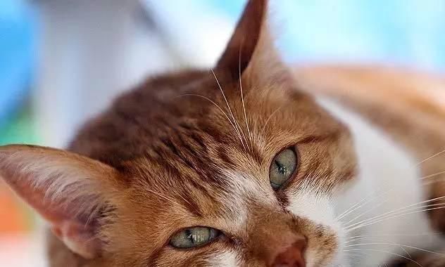 猫咪拉肚子,如何应对(养猫人必备的知识)
