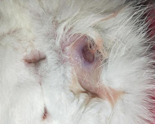 猫咪拉屎不正常吗(让宠物健康快乐)