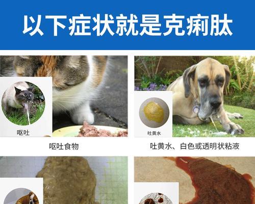 猫咪拉稀,如何帮助它恢复健康(探讨猫咪拉稀的原因和对策)