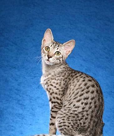 猫咪拉稀的原因探究(宠物猫咪的腹泻危害及治疗方法)