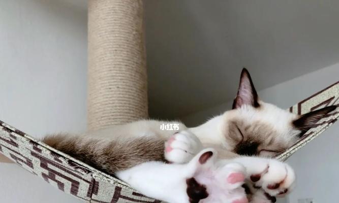 猫咪烂爪子的原因与治疗方法(探究猫咪爪子烂掉的可能原因)
