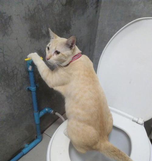 小猫总是咬我脖子，原因竟出人意料（揭开背后的真相）