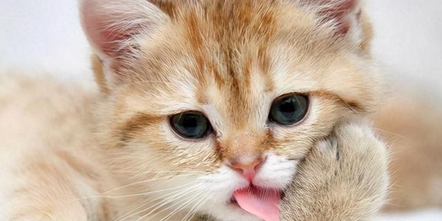 猫咪的舌头习惯（探究猫咪为什么老是咬着舌头）