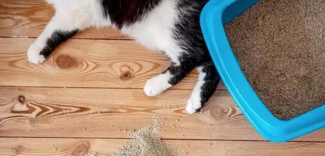 宠物猫咪乱撒尿的治疗方法(让家里的猫咪走出撒尿的困扰)