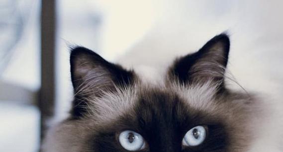 猫咪名字的意义与选择(以宠物为主)