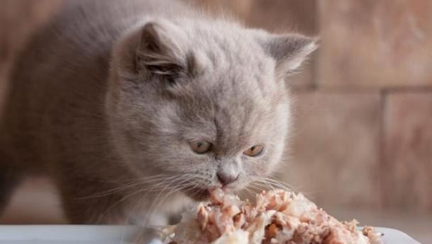 猫咪可否食用巧克力(了解猫咪对巧克力的反应及危害)