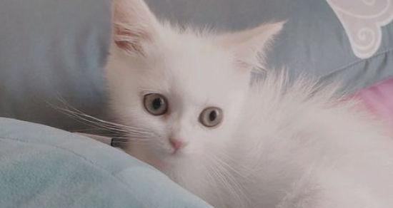 猫咪能吃乳生酶吗(猫咪的营养需求)