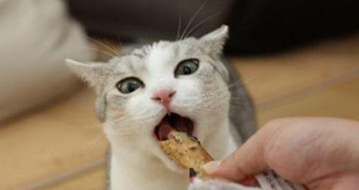 猫咪能否吃生鸡肉(宠物饮食的正确姿势)