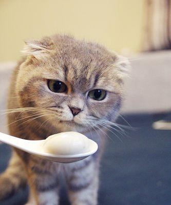 猫咪能否食用西红柿(宠物健康小知识——探究猫咪是否可以食用西红柿)