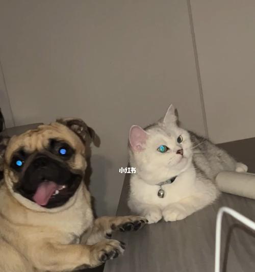 如何让猫咪接受新来的狗狗(宠物养护专家教你正确引导猫狗相处)