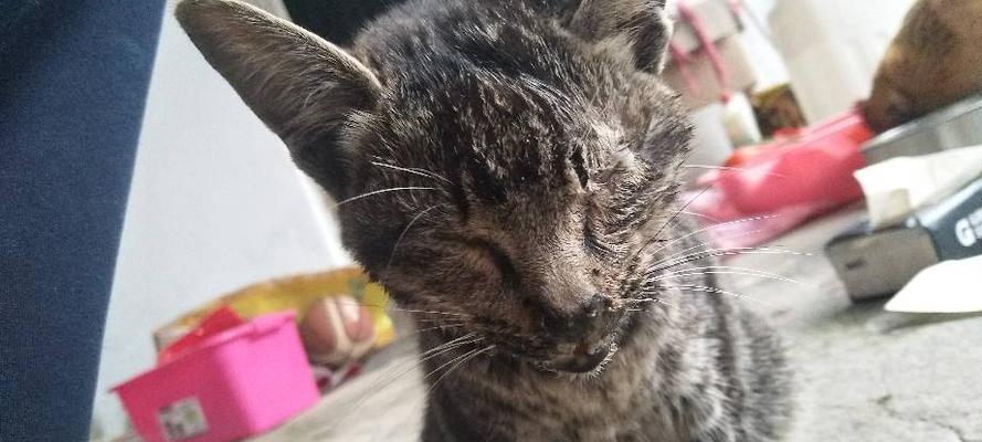 猫咪眼屎处理全攻略(以宠物为主)