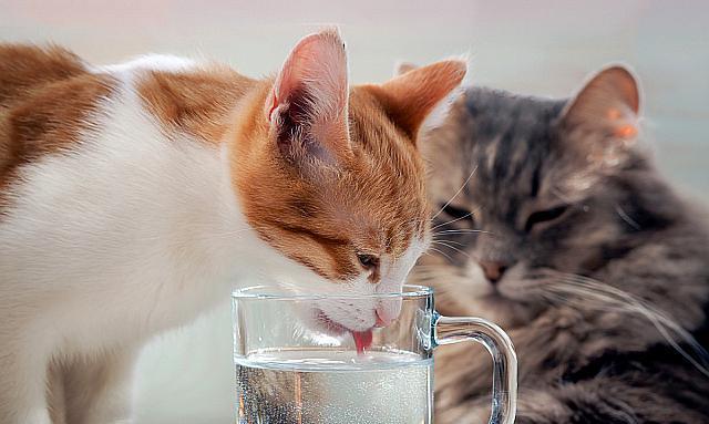 猫咪排便困难脱肛的解决方法(宠物主人必知的肛门问题防治手册)