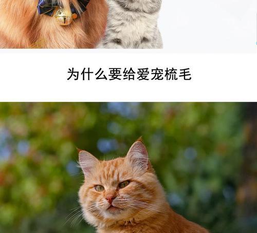 如何缓解猫咪全身痒(宠物猫咪的皮肤问题该怎么办)