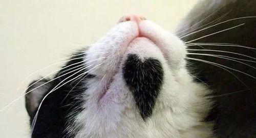 猫咪晒伤了怎么办（宠物的皮肤健康也需重视）