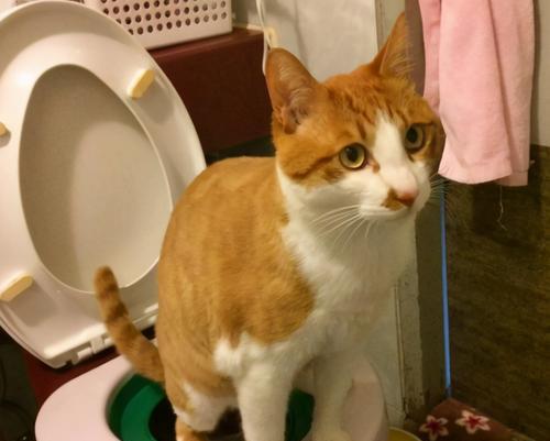 猫咪上火了怎么办(为宠物猫咪解决上火问题)