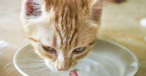 如何治疗宠物猫咪肾炎（从症状到治疗）