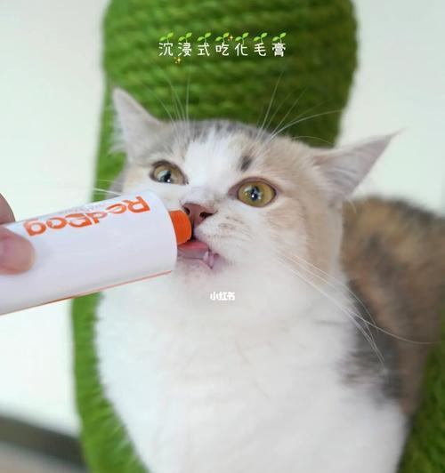 探究猫咪吐毛球的原因与处理方法(给爱猫一份舒适的生活)
