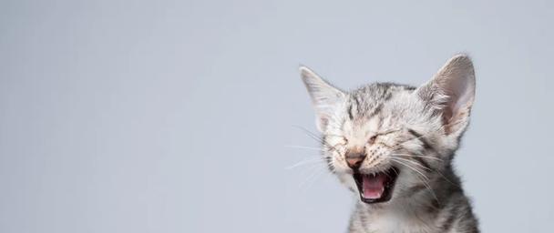 小猫新牙期的细节照顾(让宠物健康快乐度过新牙期)