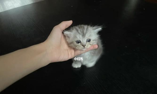猫咪晚上为什么叫(探究猫咪晚上叫的原因和解决方法)