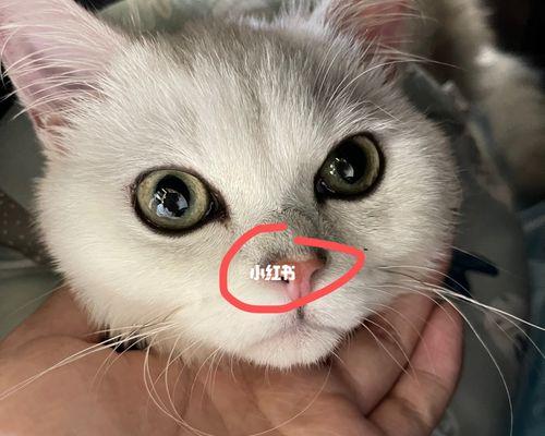和猫咪一起入眠,享受晚上的陪伴(猫咪闻你鼻子的背后故事)