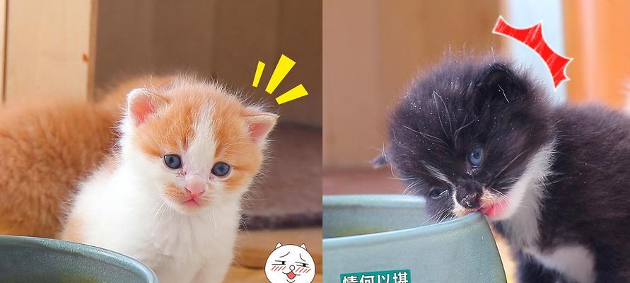 猫咪胆囊小的原因与影响(揭秘猫咪胆囊小的原因)