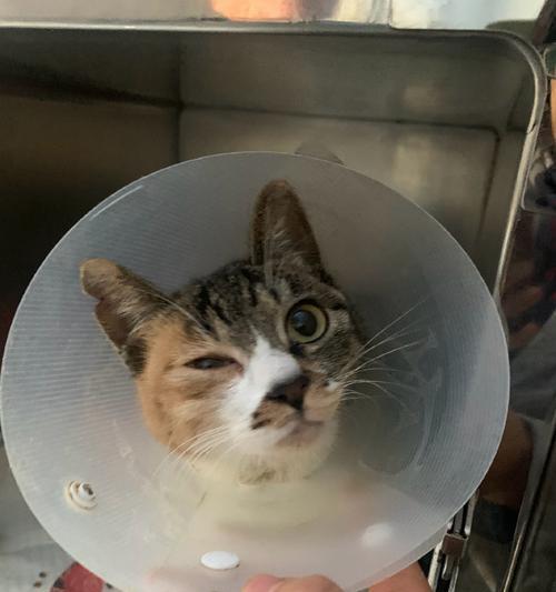 猫咪尾巴溃烂发黄?宠物主人必知的治疗方法!