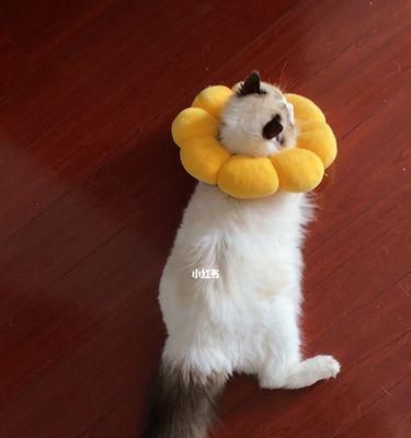 猫咪尾巴竖起来,是它们对你的表达(猫咪尾巴竖起来的真正含义与翻译)