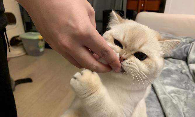 猫咪的嗅觉能力(探究猫咪如何通过嗅觉检测人类健康状况)