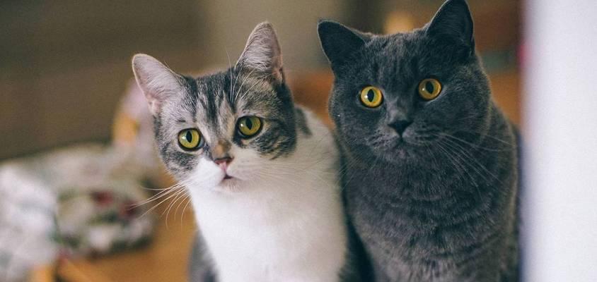 猫咪喜欢什么颜色(猫咪的视觉特点和喜好颜色)