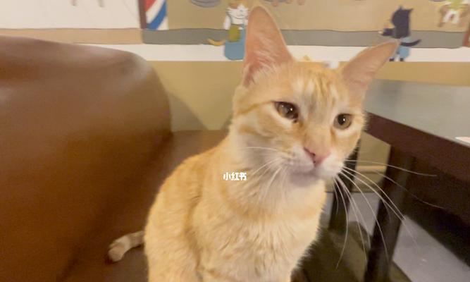 喵星人爱听音乐(揭秘猫咪与音乐的奇妙关系)