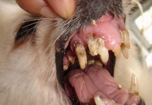 猫咪口腔健康问题详解(以猫咪下牙旁边有肉为例)