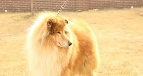 详解CKU犬舍的收费标准(以宠物为主)